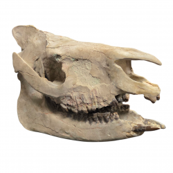 Subhyracodon occidentalis (3D skull)