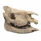 Subhyracodon occidentalis (3D skull)