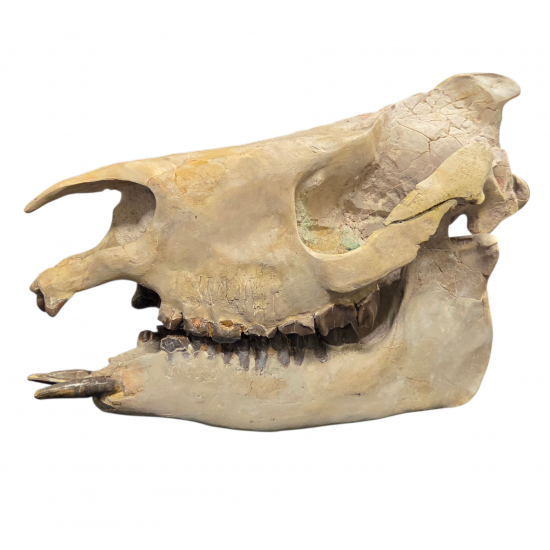 Subhyracodon occidentalis (3D skull)