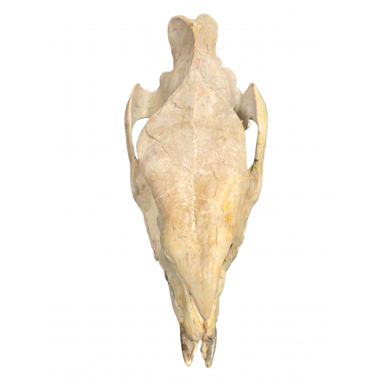 Subhyracodon occidentalis (3D skull)