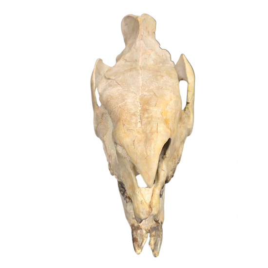 Subhyracodon occidentalis (3D skull)