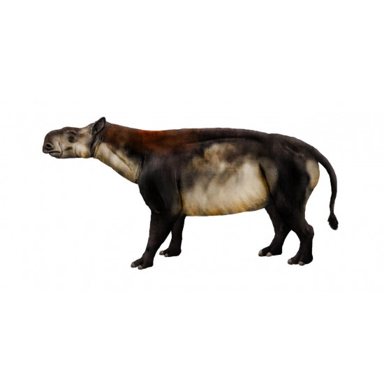 Subhyracodon occidentalis (3D skull)