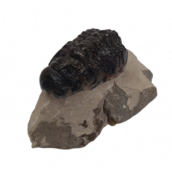 Crotalocephalus gibbus