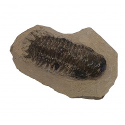 Crotalocephalus gibbus