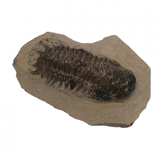 Crotalocephalus gibbus