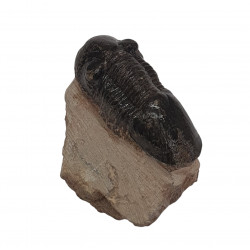 paralejurus spatuliformis