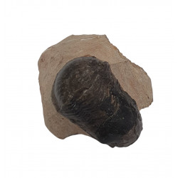 paralejurus spatuliformis