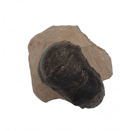 paralejurus spatuliformis