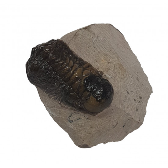 Crotalocephalus gibbus