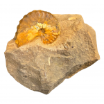 barroisiceras onilahyense