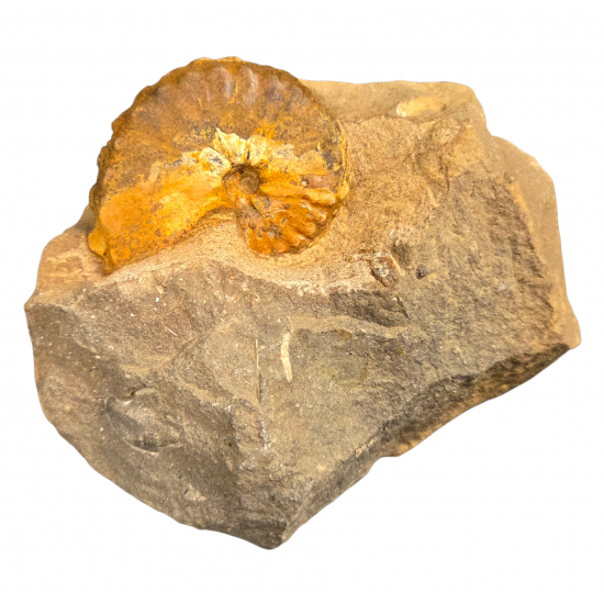 barroisiceras onilahyense