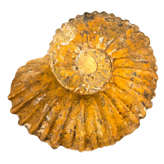 Mantelliceras dixoni