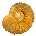 Mantelliceras dixoni