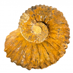 Mantelliceras dixoni