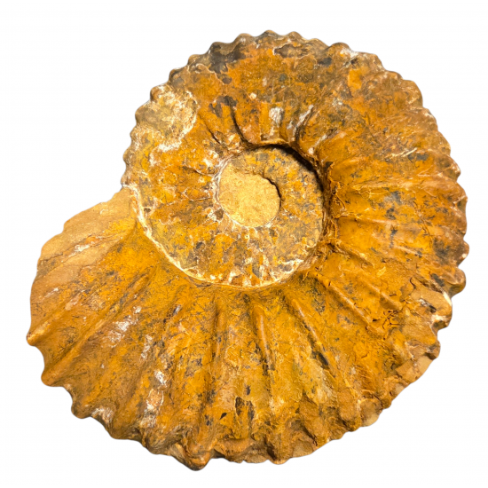 Mantelliceras dixoni