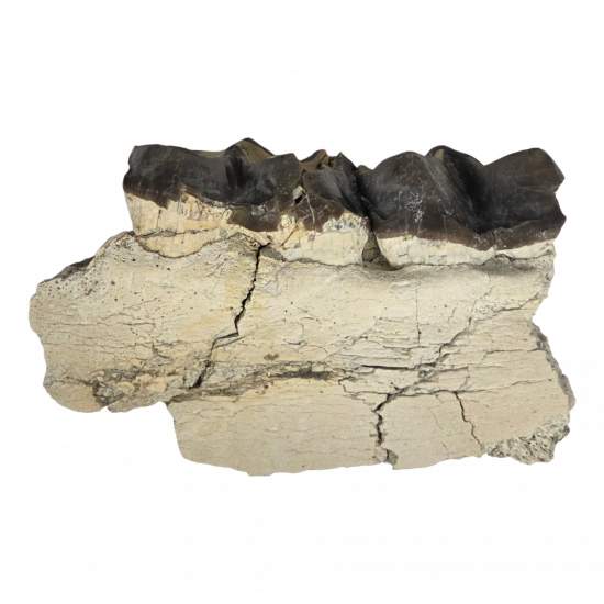 Bronthotherium megaceratops jaw