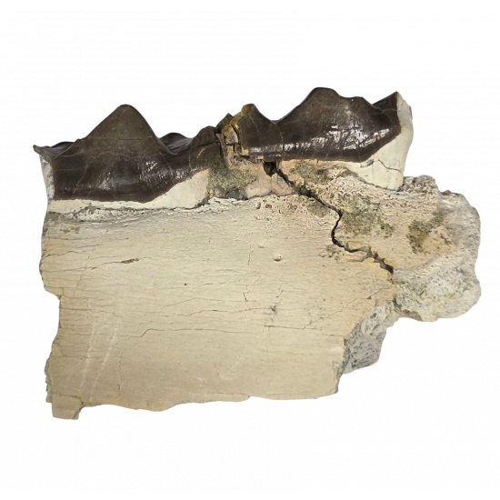 Bronthotherium megaceratops jaw