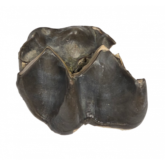 Bronthotherium megaceratops tooth