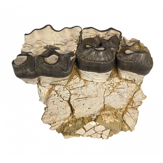 Bronthotherium megaceratops jaw