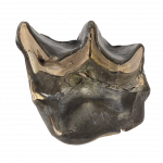 Bronthotherium megaceratops tooth