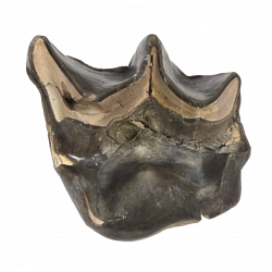 Bronthotherium megaceratops tooth