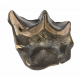 Bronthotherium megaceratops tooth