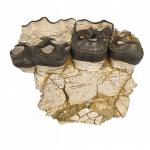 Bronthotherium megaceratops jaw