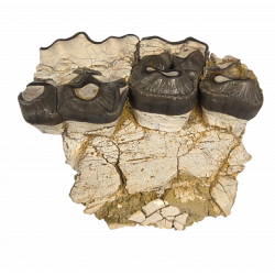 Bronthotherium megaceratops jaw