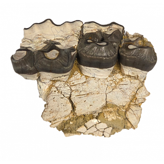 Bronthotherium megaceratops jaw