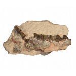Hyaenodon horridus