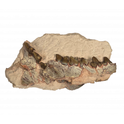 Hyaenodon horridus