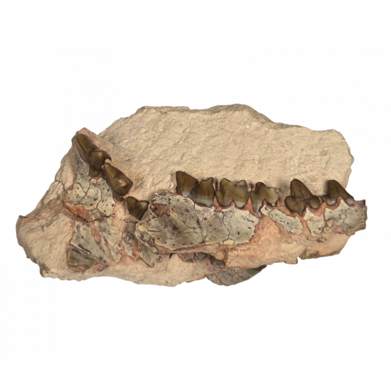 Hyaenodon horridus