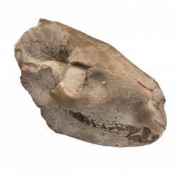 Merycoidodon culbertsoni (skull)