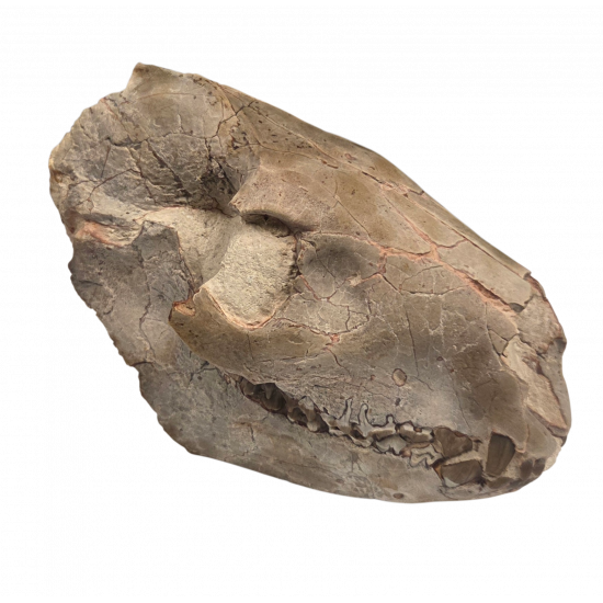 Merycoidodon culbertsoni (skull)