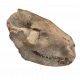 Merycoidodon culbertsoni (skull)