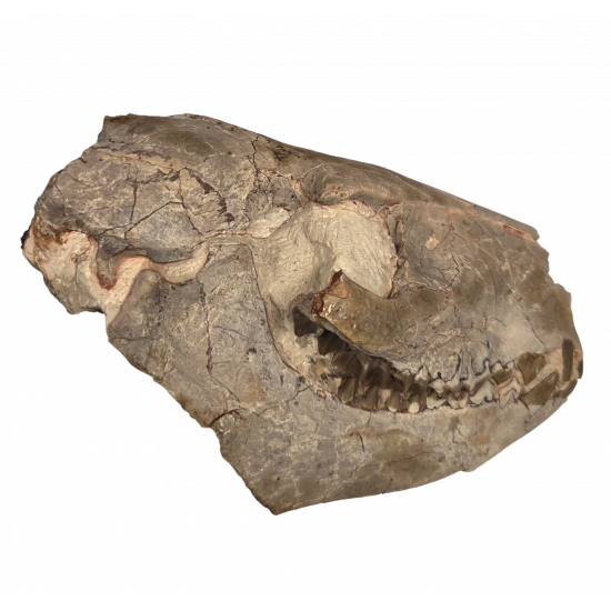 Merycoidodon culbertsoni (skull)