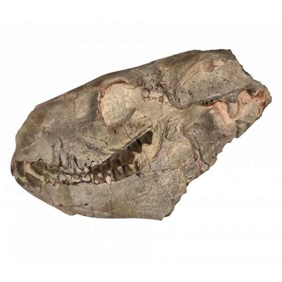 Merycoidodon culbertsoni (skull)