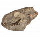 Merycoidodon culbertsoni (skull)