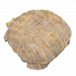 stylemys nebrascensis (turtle)