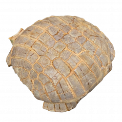 stylemys nebrascensis (turtle)