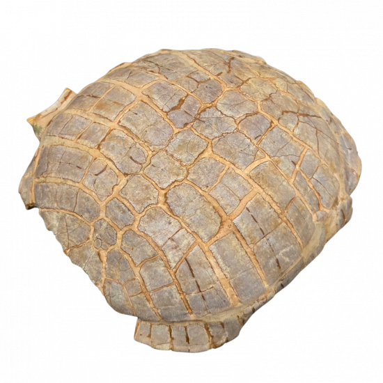 stylemys nebrascensis (turtle)