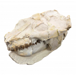 Leptauchenia decora (skull)