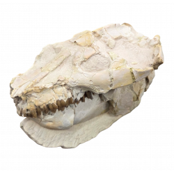 Leptauchenia decora (skull)