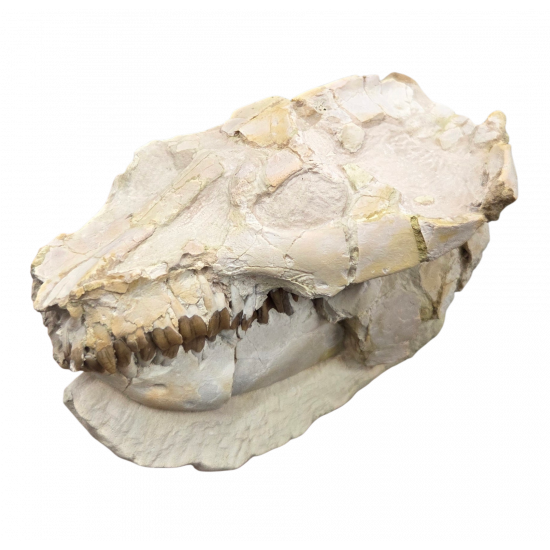 Leptauchenia decora (skull)