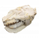 Leptauchenia decora (skull)