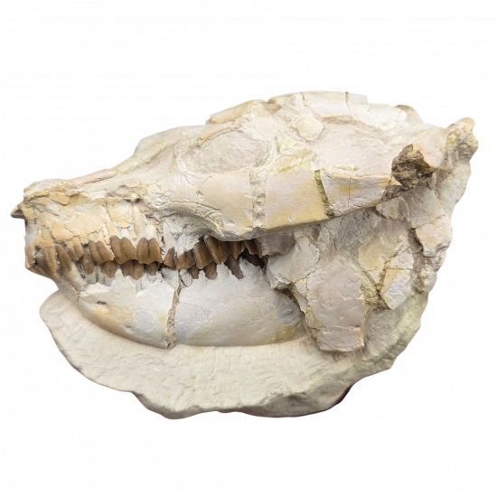 Leptauchenia decora (skull)