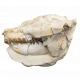 Leptauchenia decora (skull)