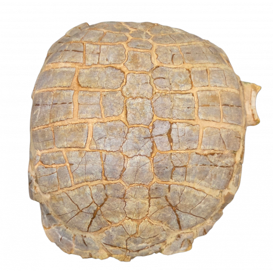 stylemys nebrascensis (turtle)