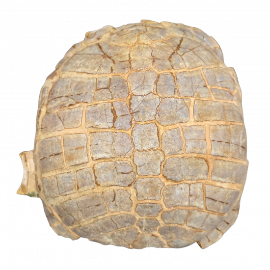 stylemys nebrascensis (turtle)