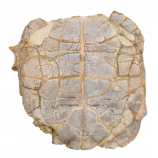 stylemys nebrascensis (turtle)